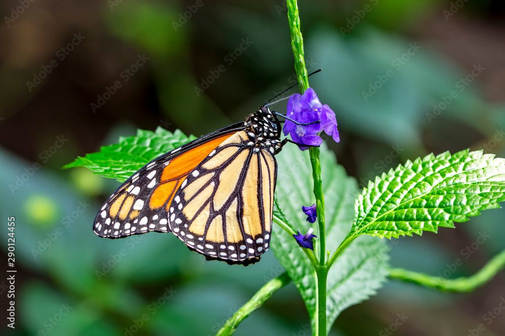 Obraz premium Monarch, Danaus plexippus is a milkweed butterfly (subfamily Danainae) in the family Nymphalidae