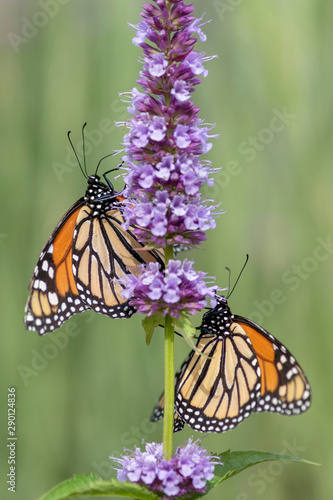 Two beautiful monarch butterflies or simply monarch (Danaus plexippus) feeding on white flowers in a Summer garden. Blurry green background. Presious Orange butterfly. © Albert Beukhof