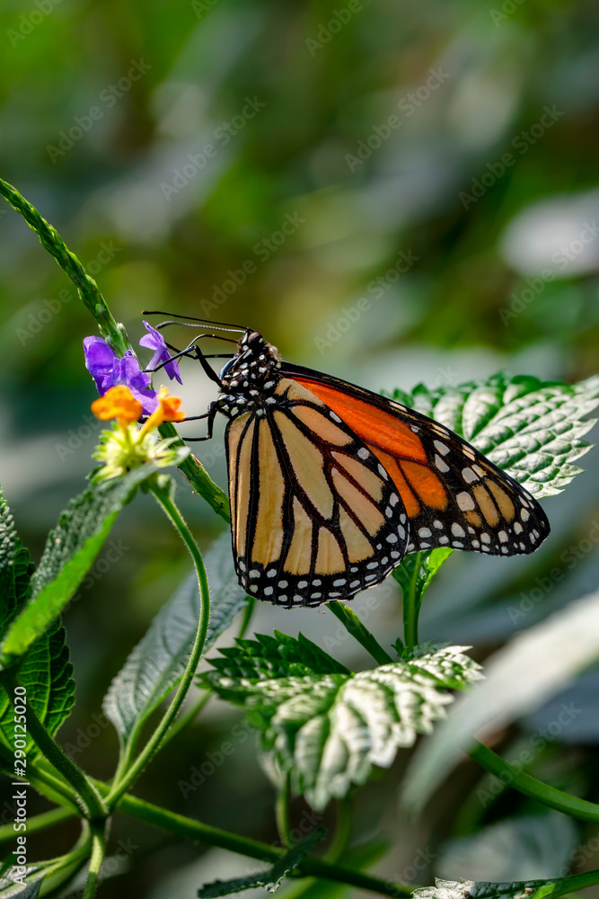 Naklejka premium Monarch, Danaus plexippus is a milkweed butterfly (subfamily Danainae) in the family Nymphalidae