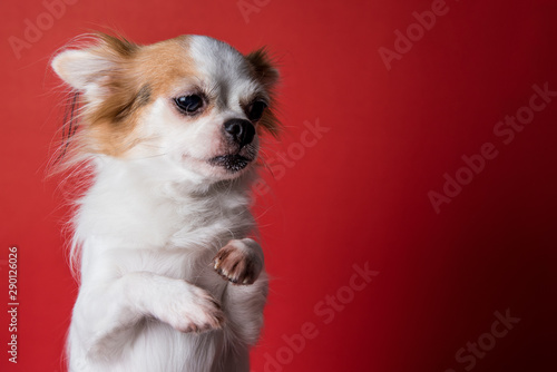 Fototapeta Naklejka Na Ścianę i Meble -  Sadly Chihuahua standing in front of red background