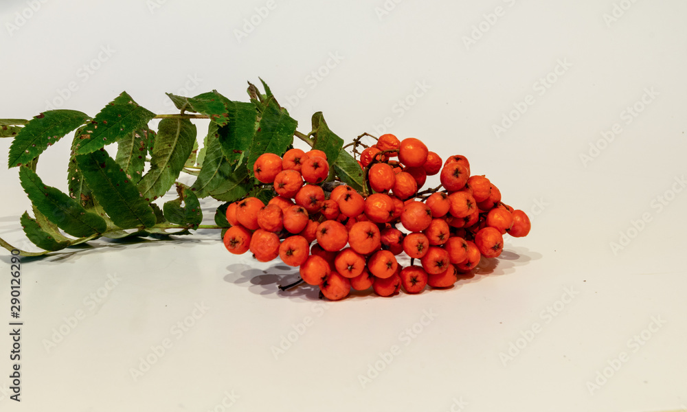 beautiful, healthy and juicy mountain ash on a light background beautiful, healthy and juicy mountain ash on a light background