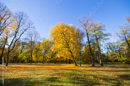 Lazienki park in Warsaw  Poland