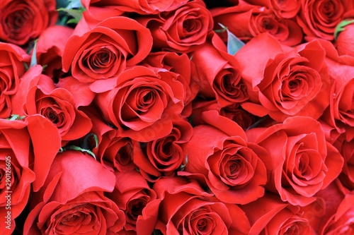 Bouquet of one hundred red roses. Celebration of engagement or wedding. Red roses as a background. Close-ap.