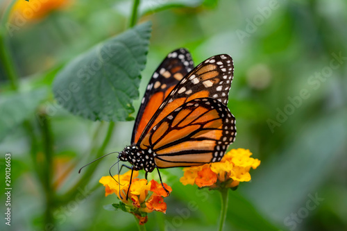 Monarch, Danaus plexippus is a milkweed butterfly (subfamily Danainae) in the family Nymphalidae