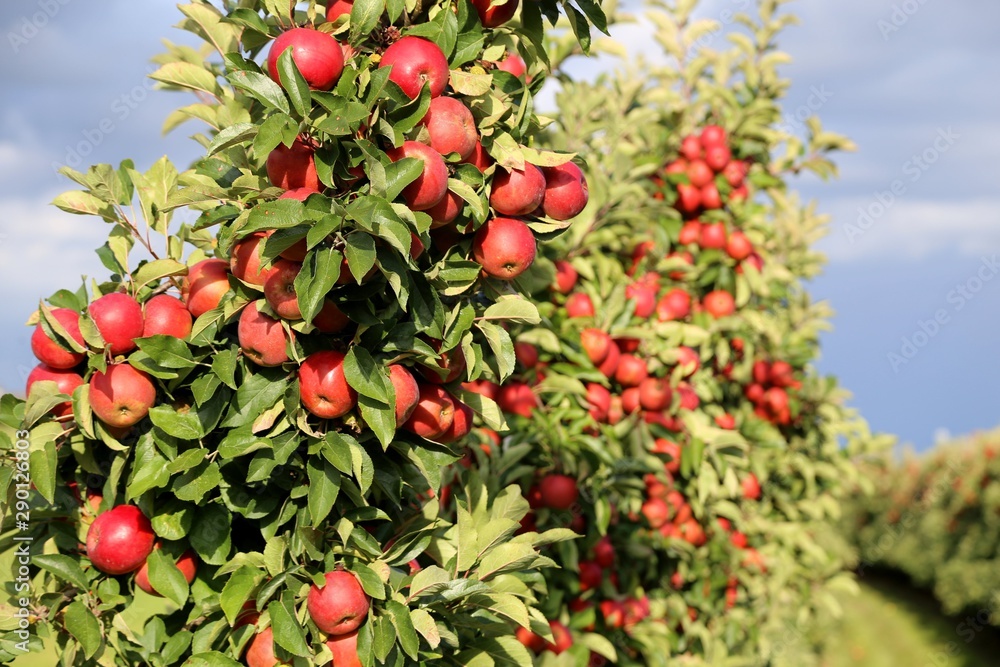 Apple plantation fruit-growing area Altes Land in Germany