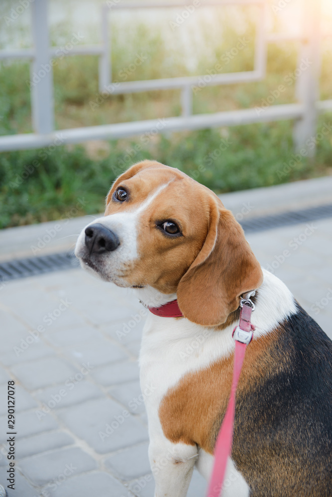 beagle pet dog stands tied on a leash