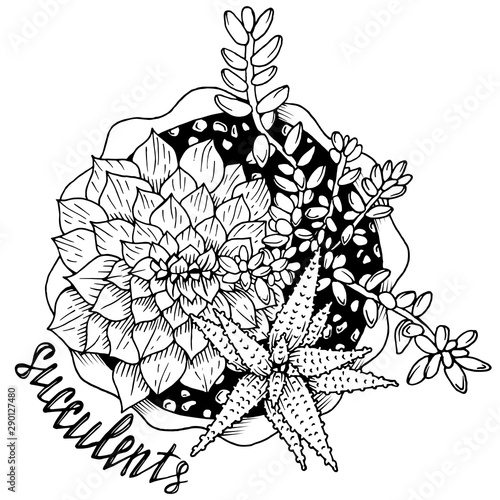 Black and white flowerpot with succulents