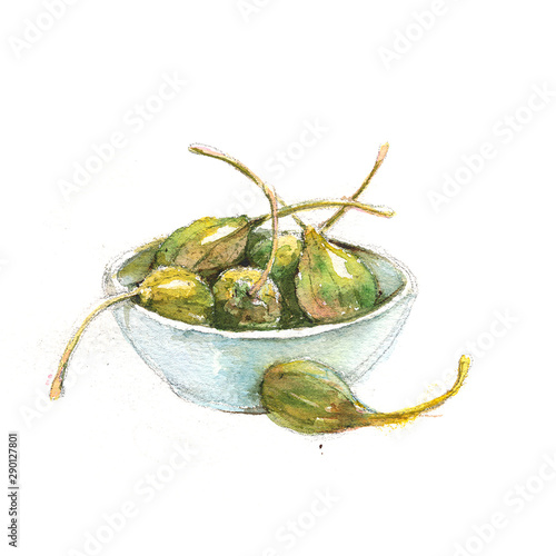 Watercolor botanical, realistic illustration, sketch of capers on a white background photo