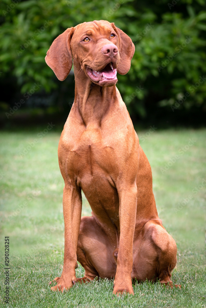 Einjähriger Vizsla-Rüde im Garten