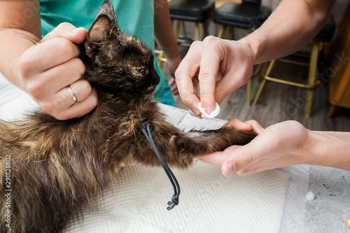 The veterinarian placed a tourniquet on the cat's paw and makes an anesthesia shot. Preparing for the operation. Sterilization of a cat. Veterinary cat surgery, bonfire, urolithiasis.