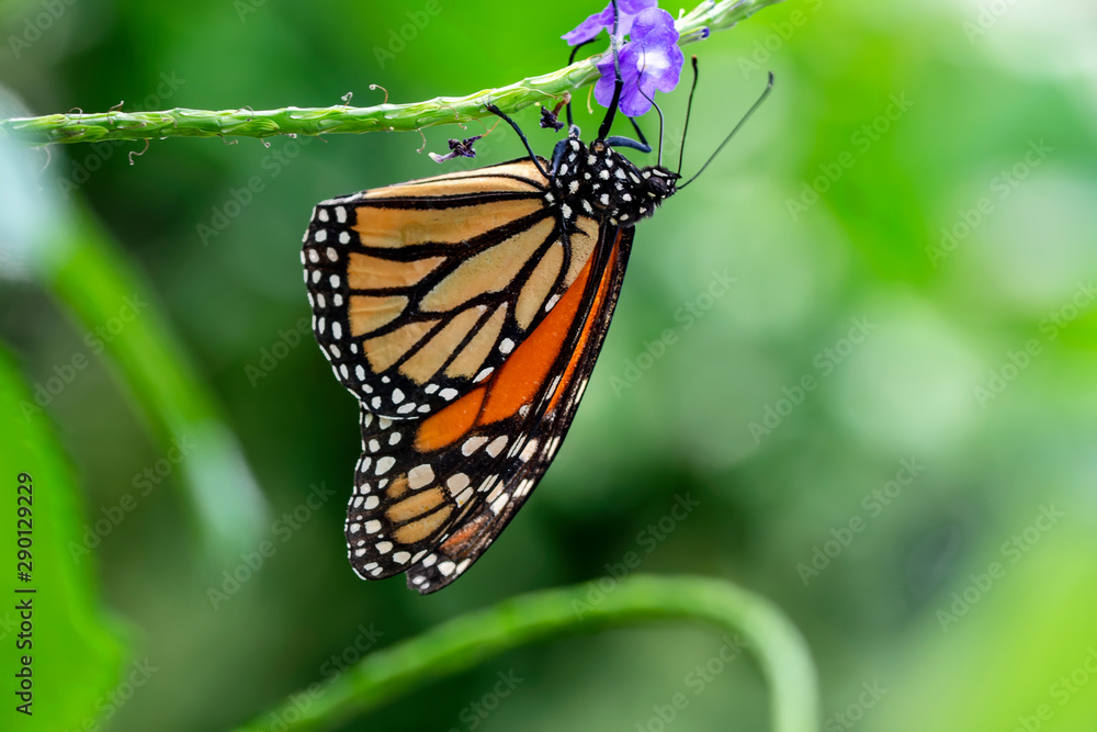Naklejka premium Monarch, Danaus plexippus is a milkweed butterfly (subfamily Danainae) in the family Nymphalidae