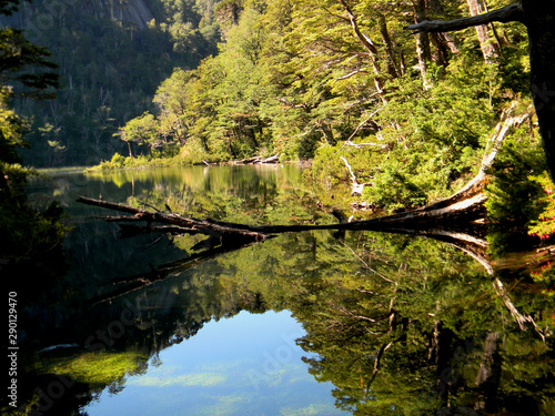 Fototapeta Naklejka Na Ścianę i Meble -  Beautiful lake with the reflection of a tree in the National Park Huerquehue, South of Chile