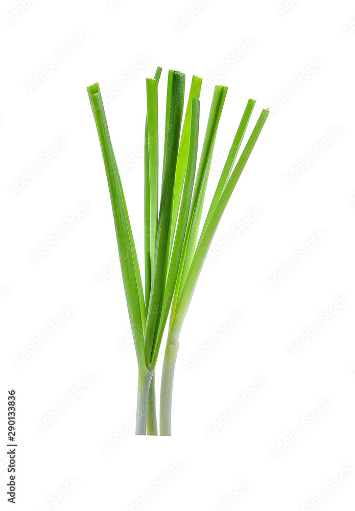 Chinese chives, Garlic chives, Kow Choi isolated on white. Chinese chives, Garlic chives, Kow Choi isolated on white.