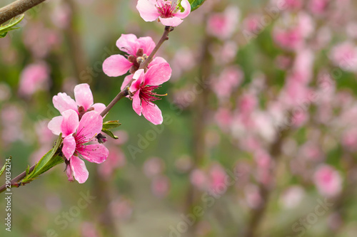 peach tree flowers background