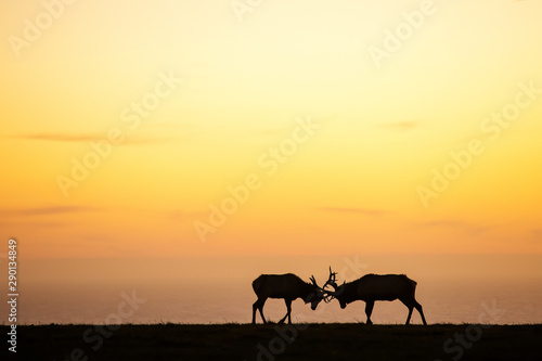 silhouette of deer on beautiful sky background