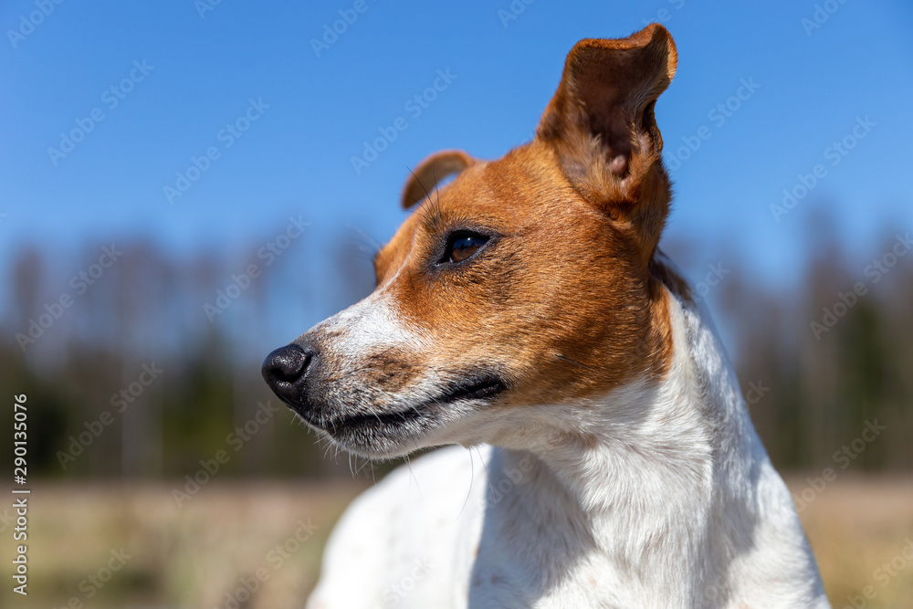 Portrait of Jack Russell Terrier Portrait of Jack Russell Terrier