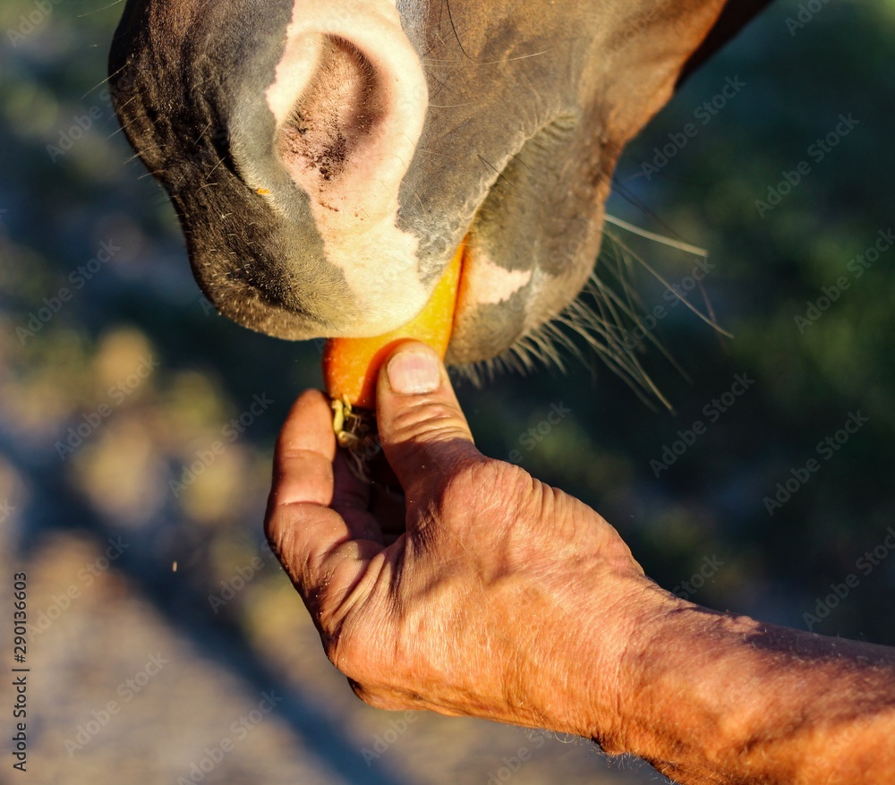 Selective Focus Closeup of a horse's head with a man's hand gently touching him Selective Focus Closeup of a horse's head with a man's hand gently touching him