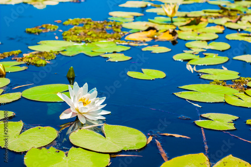 water lily white flower and green leaves float on a vivid blue smooth lake water surface  Asian garden floral natural scenic view picture 