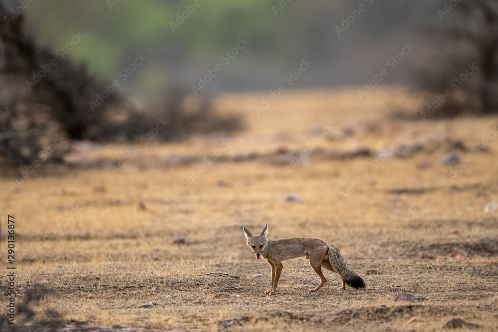 Bengal fox or indian fox or Vulpes bengalensis pup clean image playing one of plateau at ranthambore national park, sawai madhopur, rajasthan, india Bengal fox or indian fox or Vulpes bengalensis pup clean image playing one of plateau at ranthambore national park, sawai madhopur, rajasthan, india