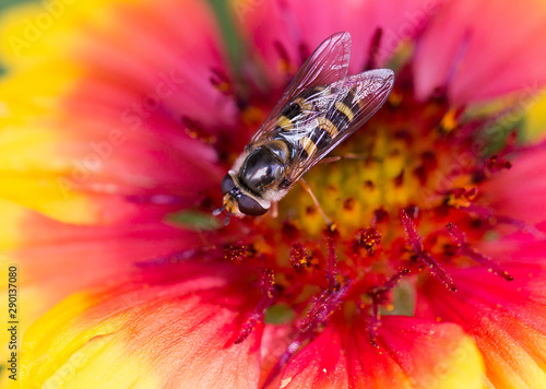Fényképezés Honeybee with veined wings closed resting on a vibrant yellow and pink Gerbera F