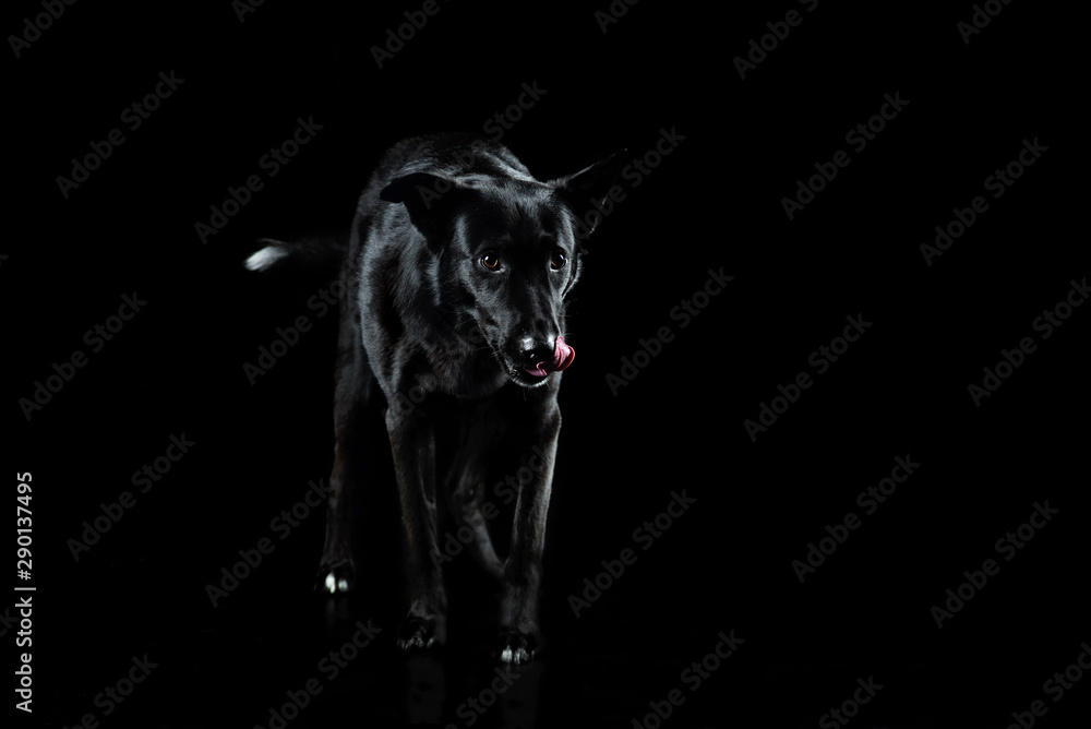 Naklejka Dog without breed in Studio black on the black backdrop of, goes and licks his lips. Black on black