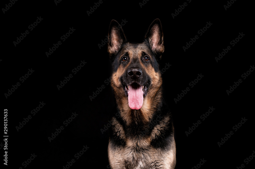 Dogs breed Eastern European shepherd, on a black background in the Studio portrait closeup