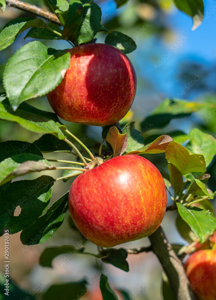 Apple Orchard on a Sunny Day Apple Orchard on a Sunny Day
