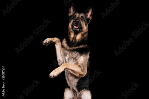Dogs breed Eastern European shepherd, on a black background in the Studio portrait close - up, gives a paw, shows the trick