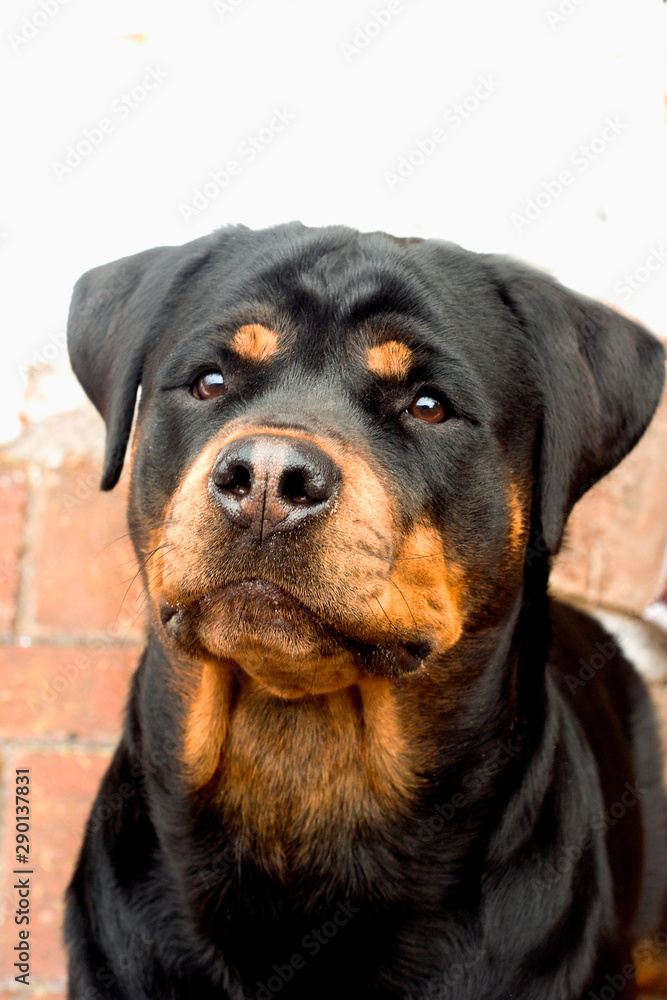 portrait of young rottweiler close up looking with attention
