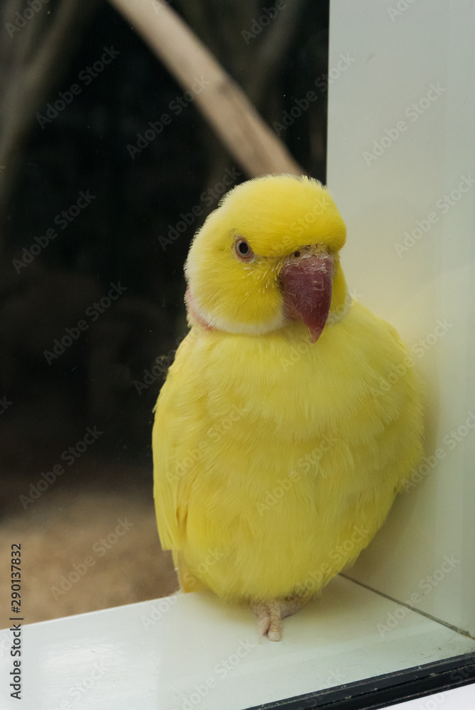 a small yellow parrot sits in its aviary in a zoo