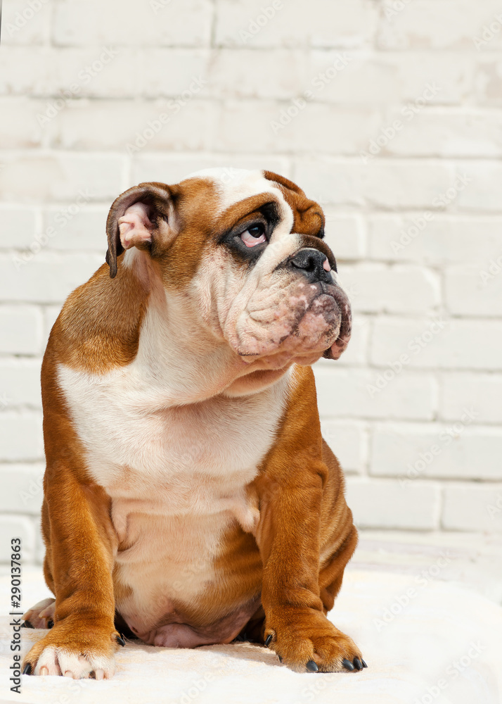 english bulldog puppy  Red-haired  with white colored  sitting on a white background closeup isolate british breed looking up with a question