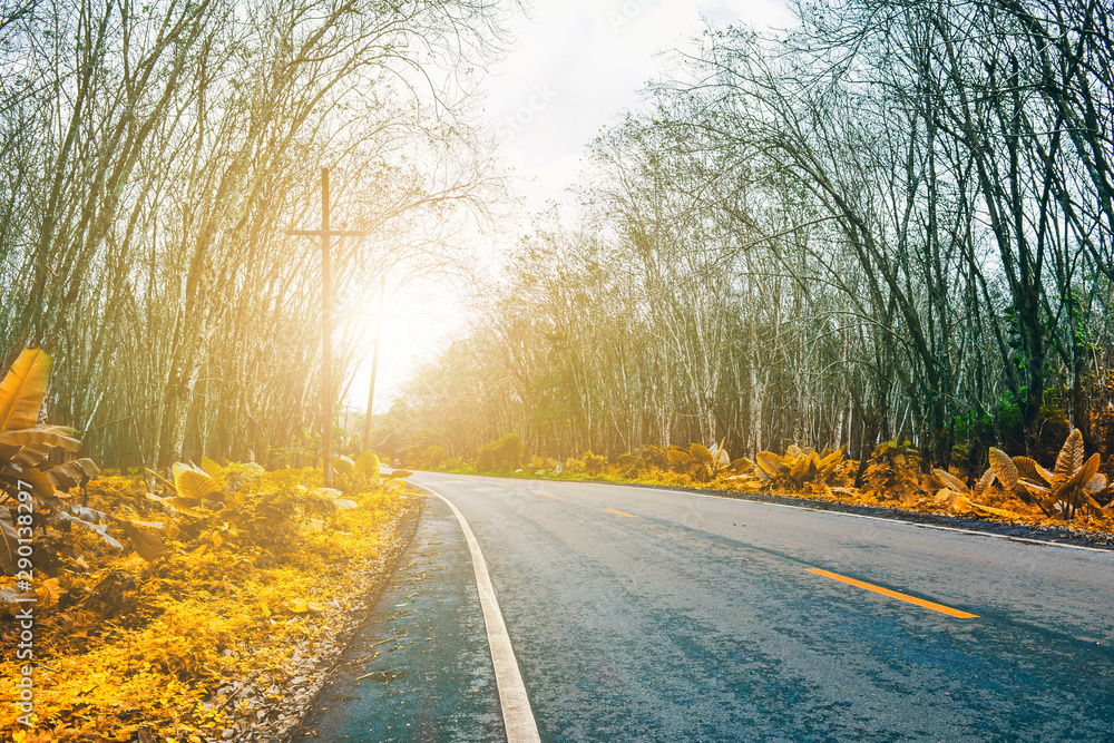 Fototapeta premium Forest beside the highway in autumn
