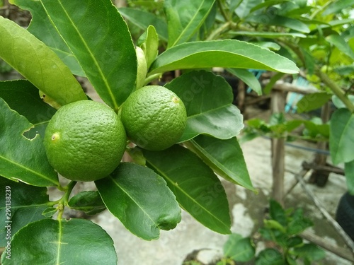 Close up view of Fresh green lime fruit hanging from branch. Medical reports that High vitamin C.  Lime is sour taste put in Thai Food ingredients. Lime tree garden and healthy Food concept.
