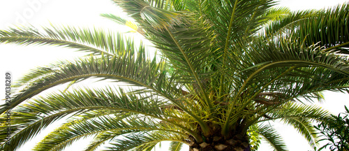 Palm tree with green leaves on white backgound