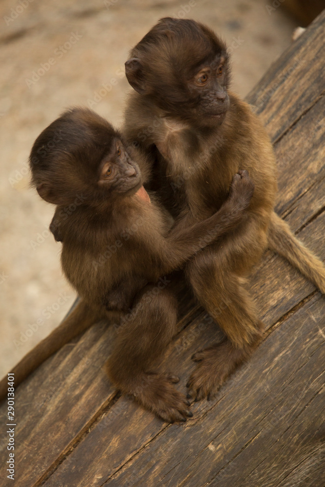 Gelada Baboon (Theropithecus Gelada) in zoo . Gelada Baboon (Theropithecus Gelada) in zoo .