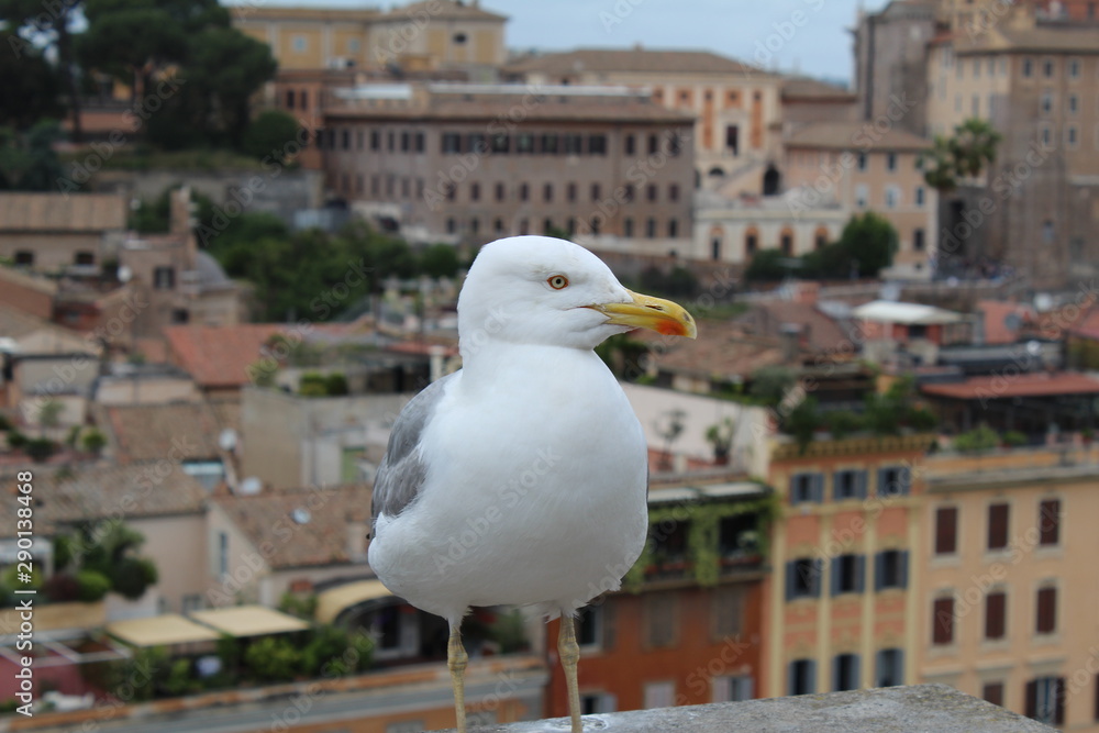 Gull in Rome