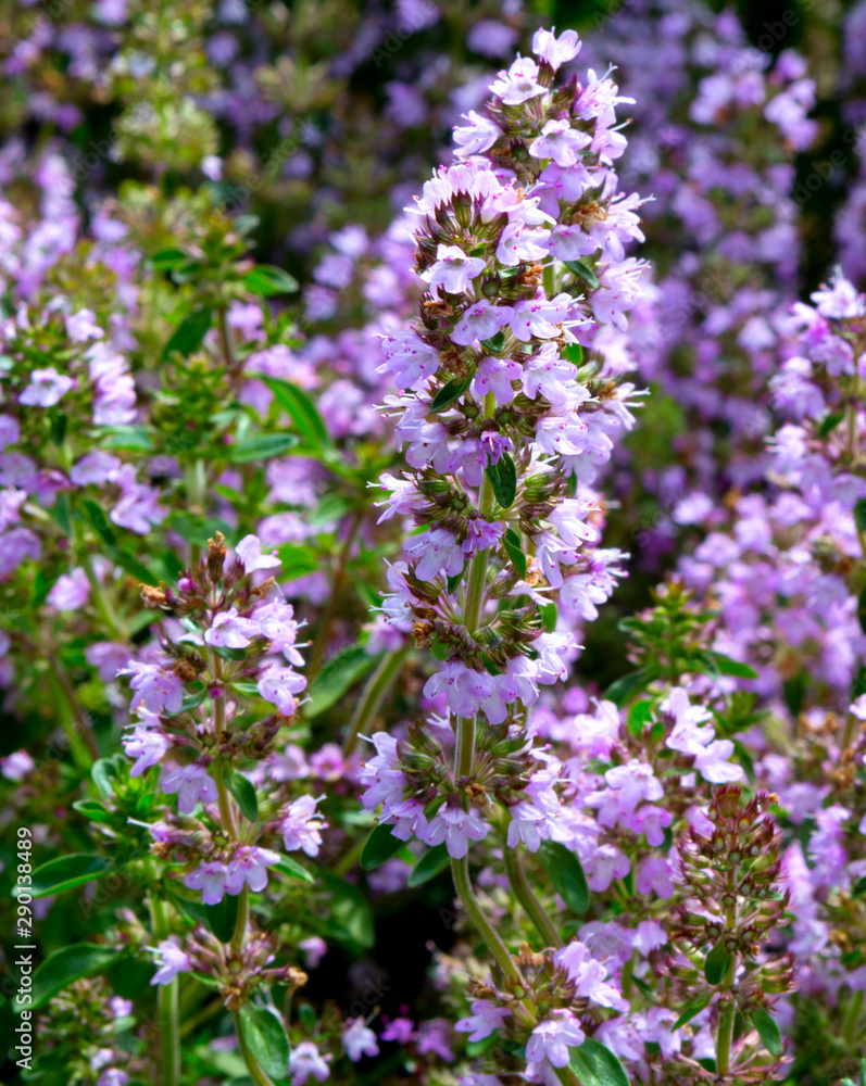 Sage flowers blooms in the summer meadow. Flower background. Sage flowers blooms in the summer meadow. Flower background.