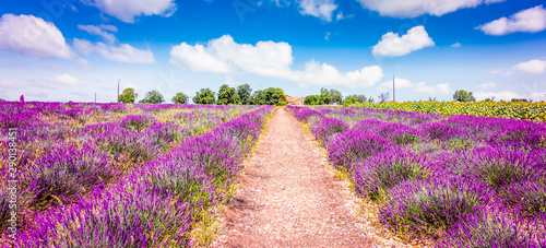Lavender field in Provence France. Panoramic landscape view with path between blooming purple lavender flowers. 