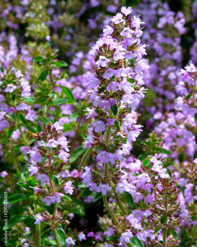 Sage flowers blooms in the summer meadow. Flower background.