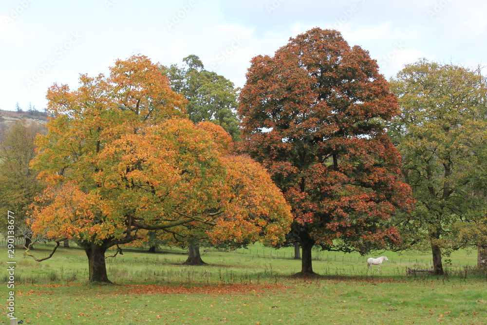 Autumn shades