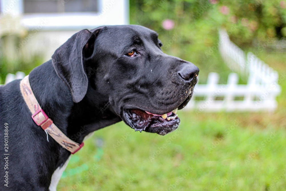 Portrait of a Large Black Great Dane Dog