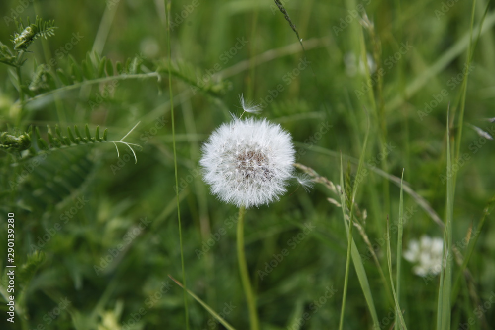 dandelion on background of green grass