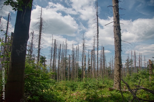 Dead trees in the forest