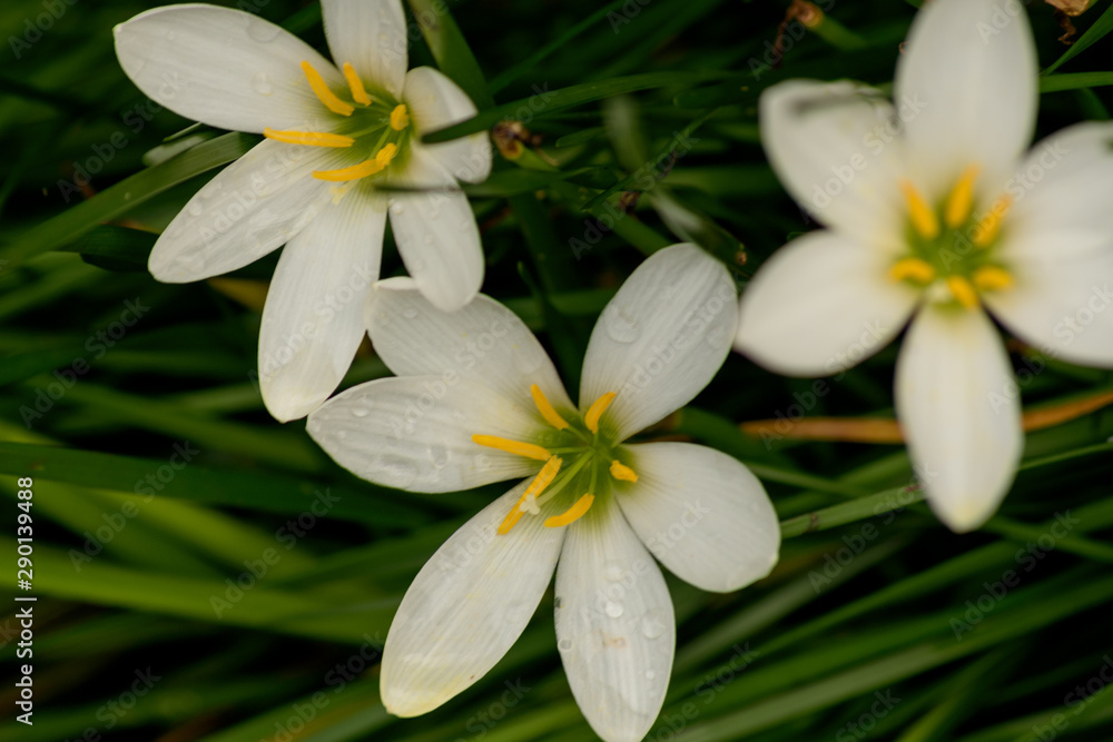 Fototapeta premium Three white and yellow flowers resting together. 