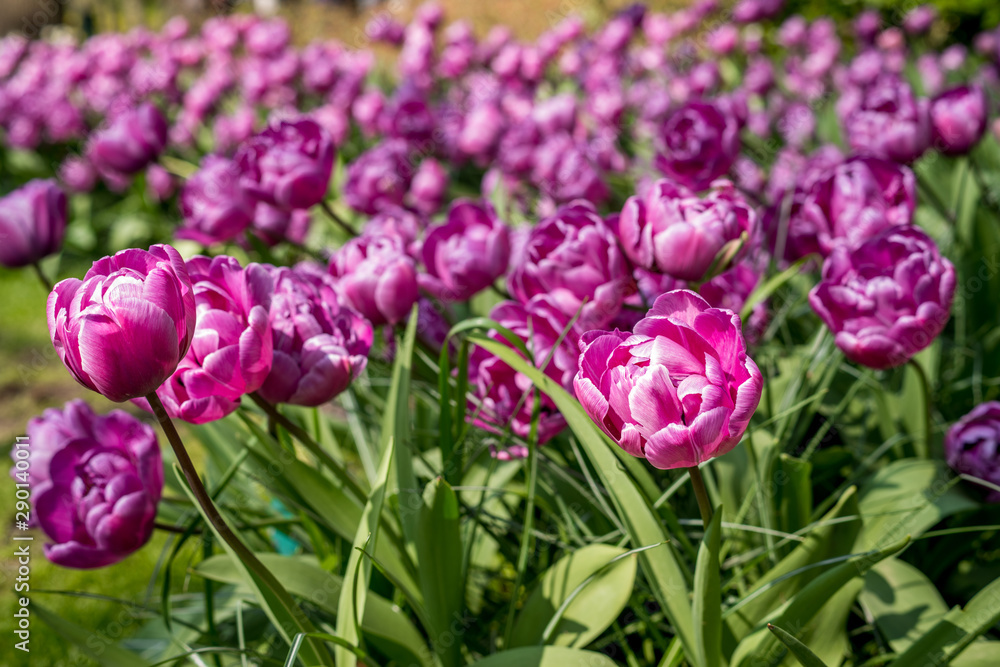 Obraz premium Beautiful flowers