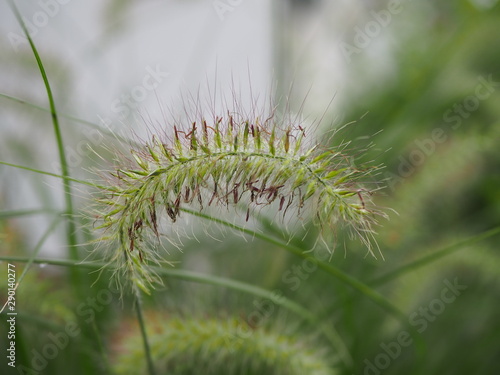 Close up of a green garden plant 