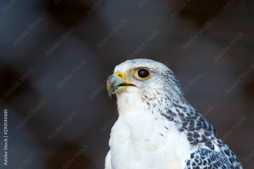 Obraz premium Arctic Falcon, close up