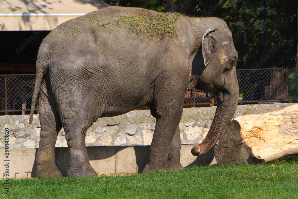 Naklejka premium An elephant. The Asian elephant