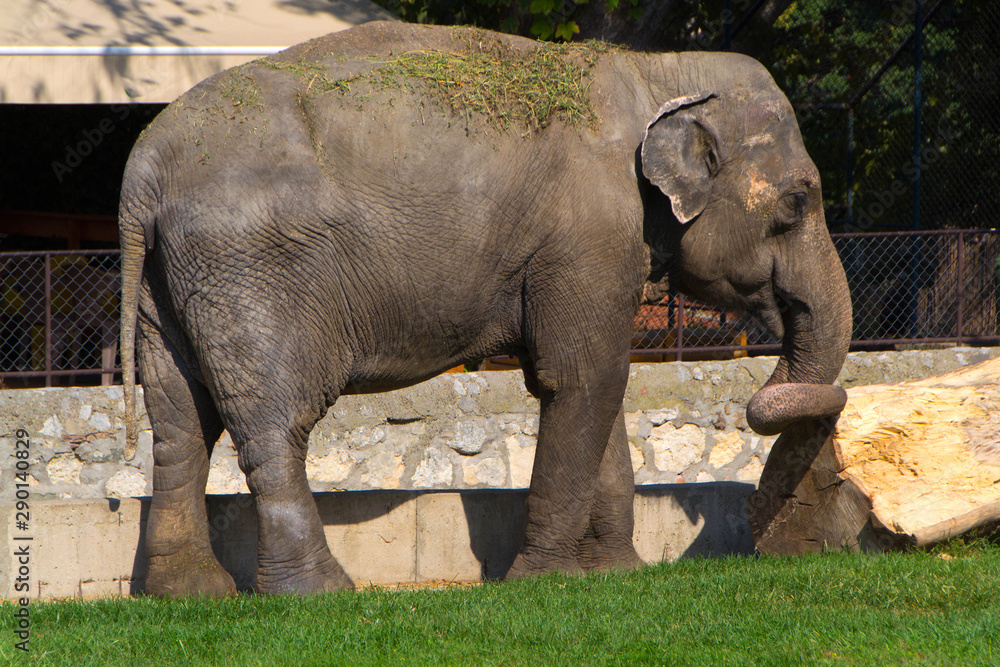Fototapeta premium An elephant. The Asian elephant