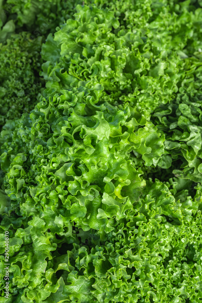 Close up view of fresh lettuce salad leafs. Green raw food background. Soft focus Close up view of fresh lettuce salad leafs. Green raw food background. Soft focus